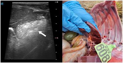 Case report: Omphalitis caused by Trueperella pyogenes infection in a Korean indigenous calf